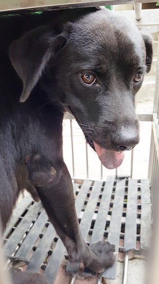 台中市已領養狗 混種犬
