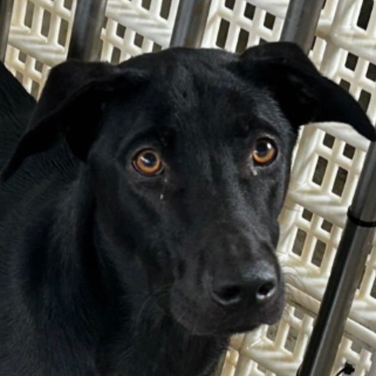 澎湖縣已領養狗 混種犬