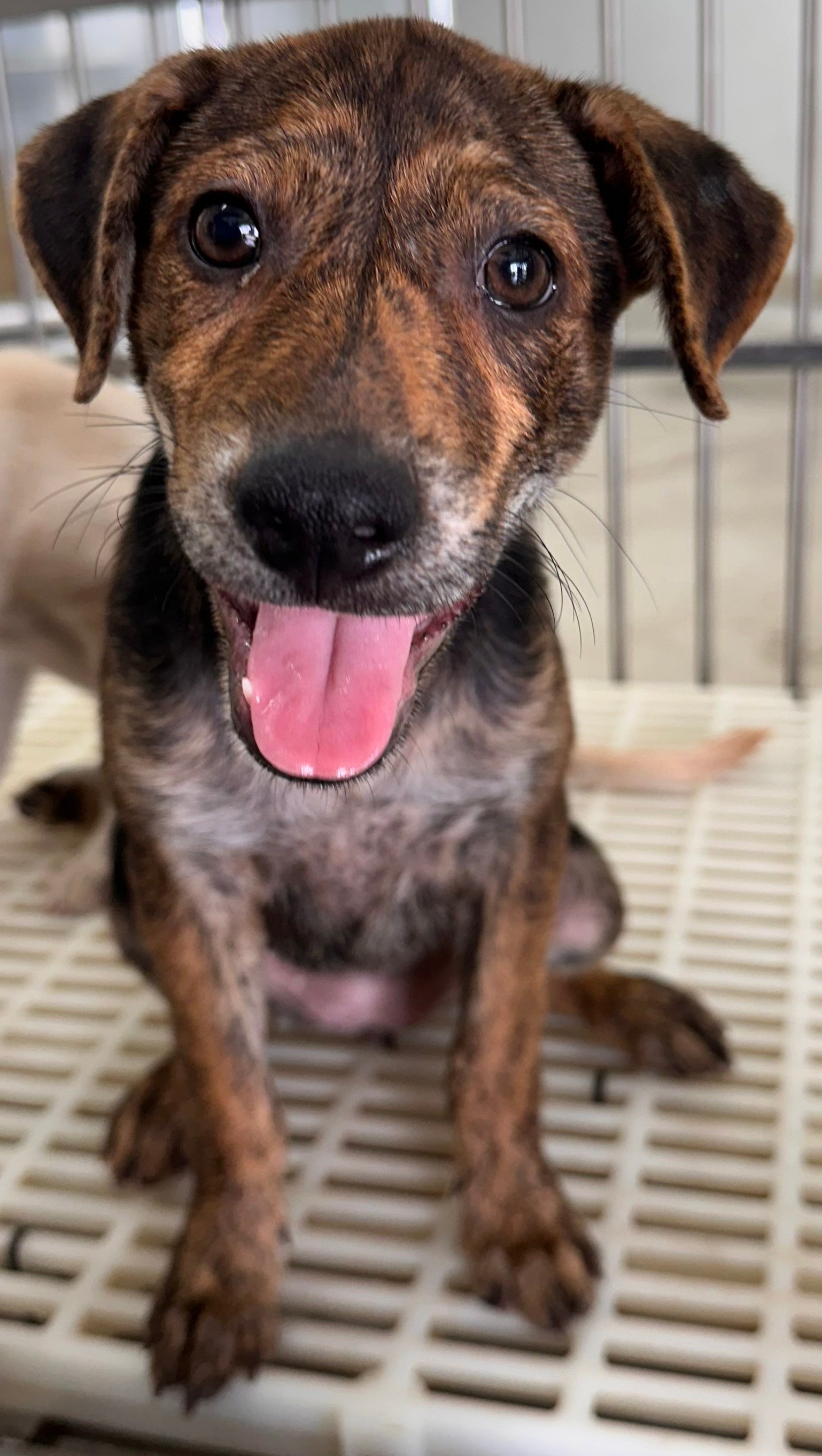 花蓮縣已領養狗 混種犬