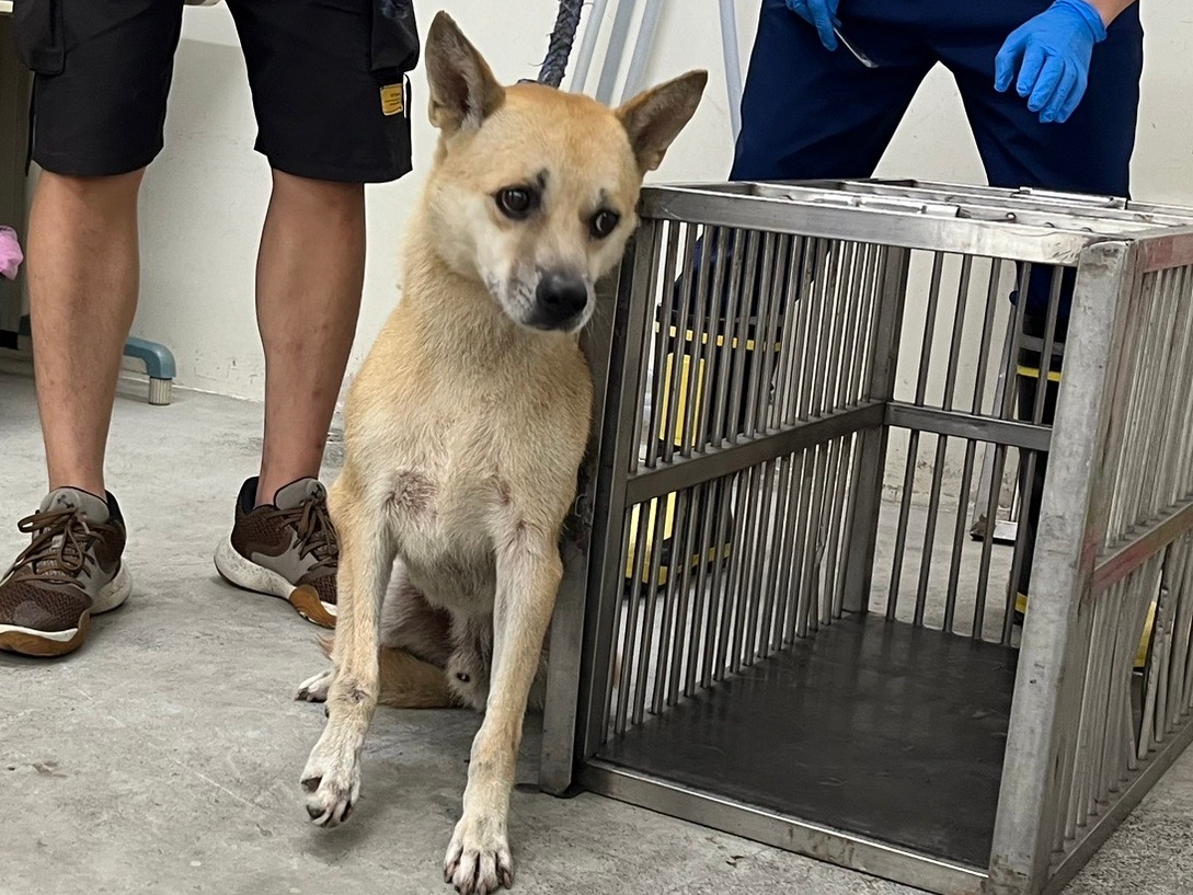 台北市已領養狗 混種犬