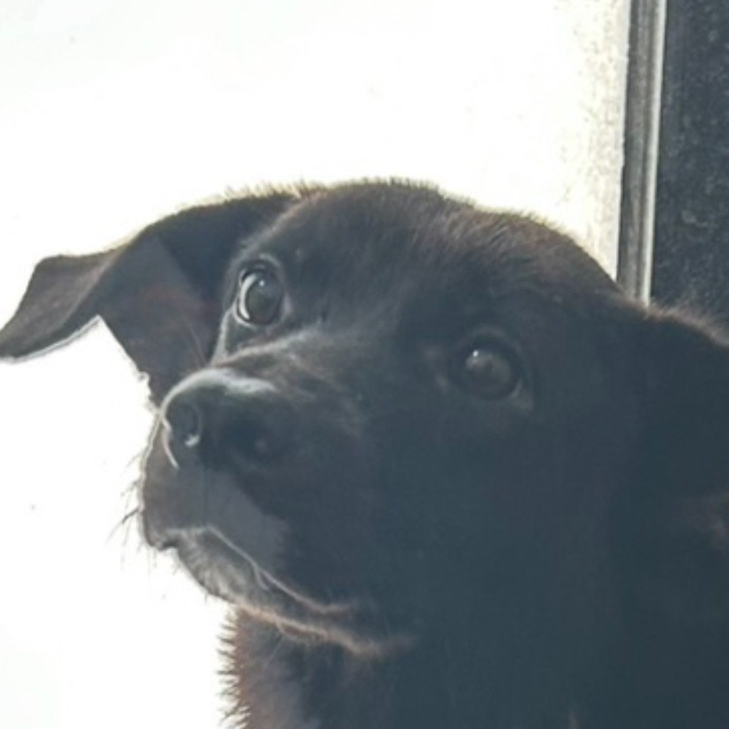 澎湖縣已領養狗 混種犬