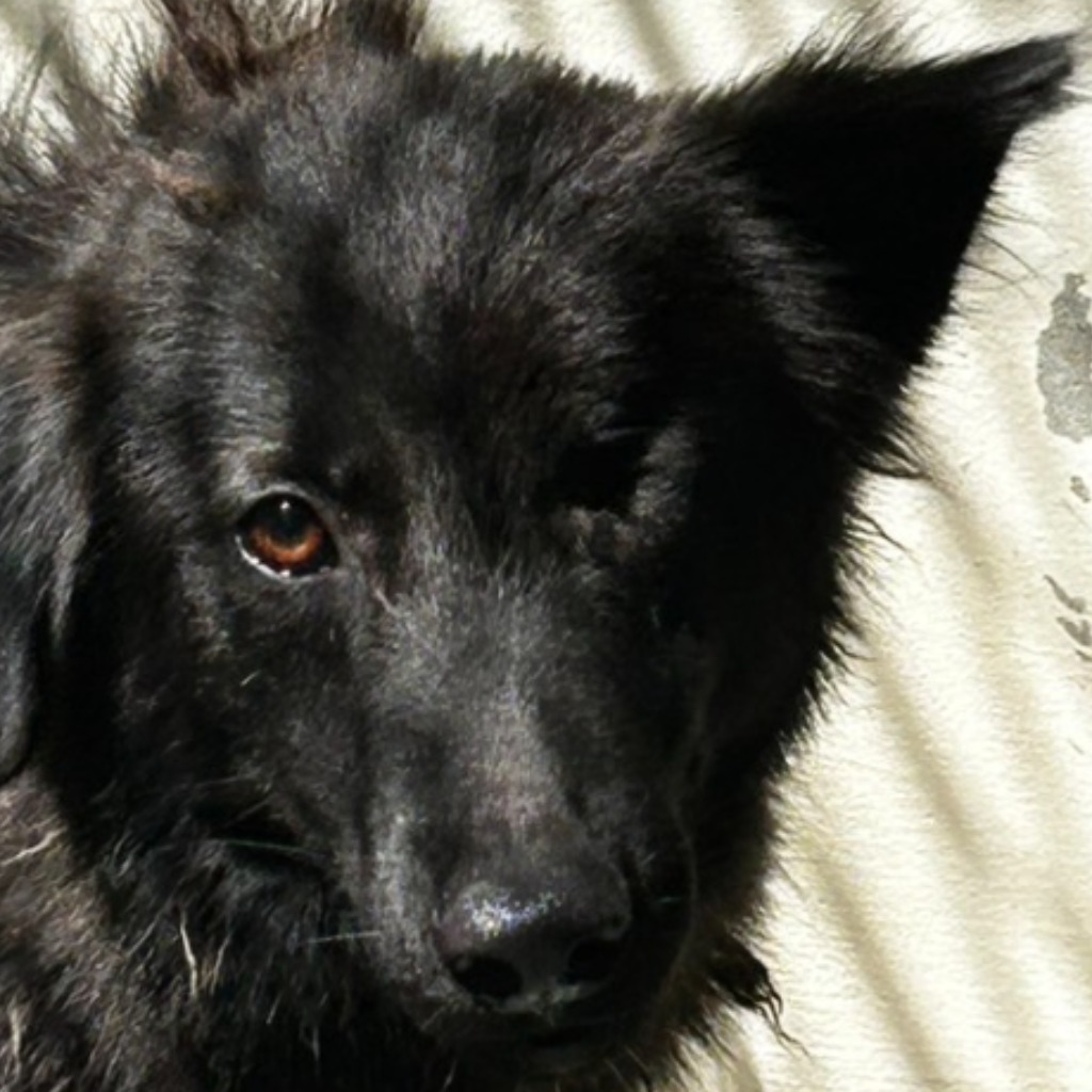 澎湖縣已領養狗 混種犬