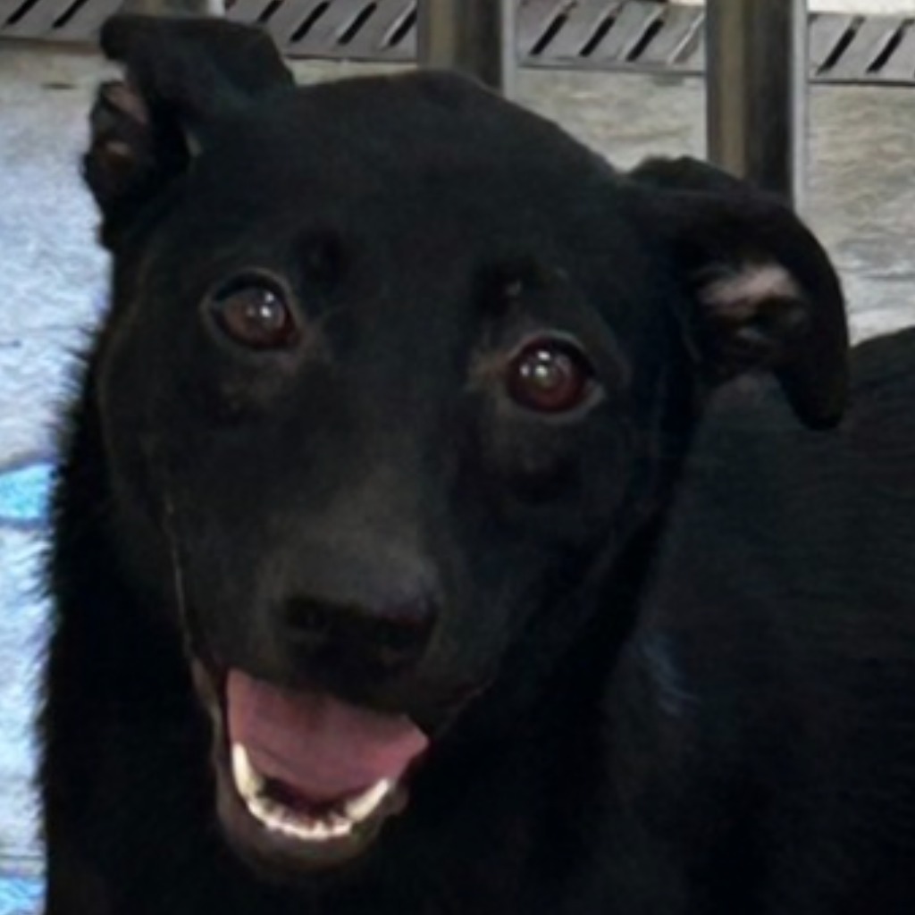 澎湖縣已領養狗 混種犬