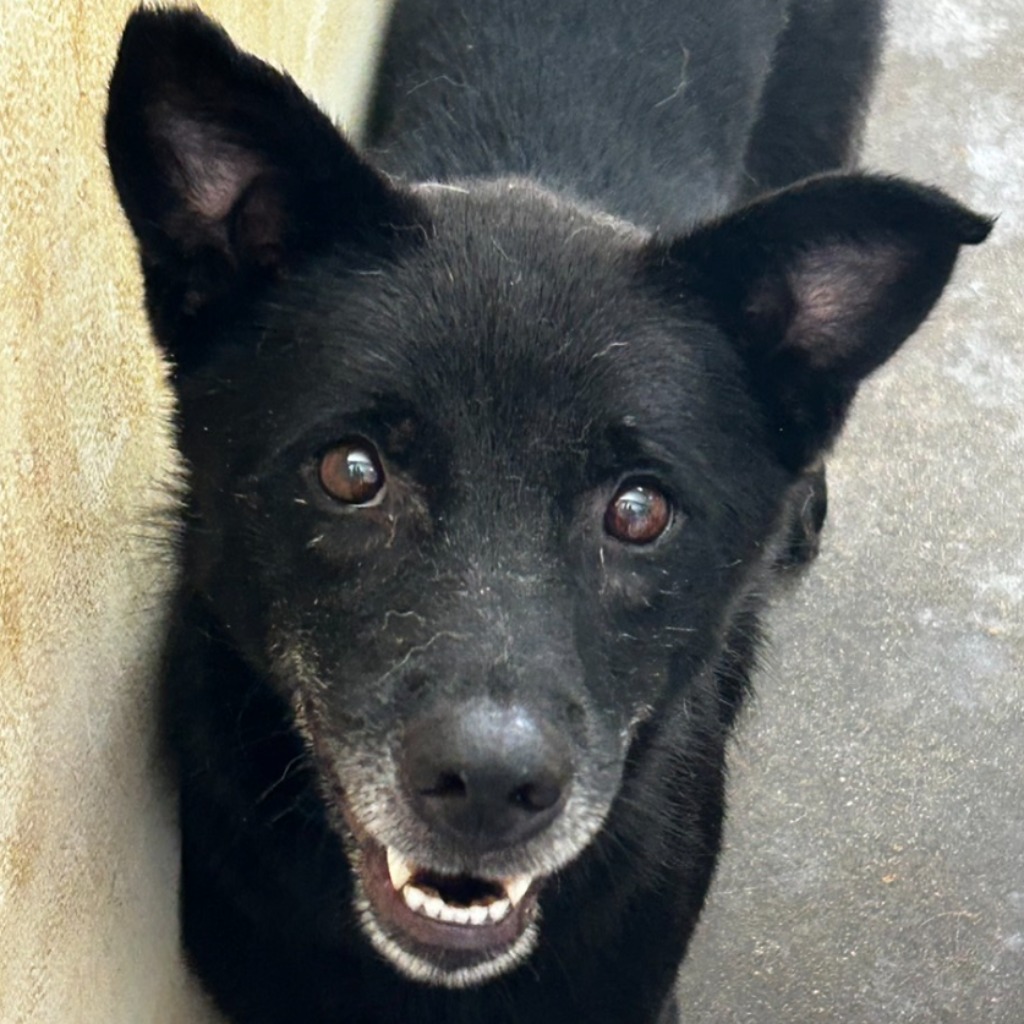 澎湖縣已領養狗 混種犬