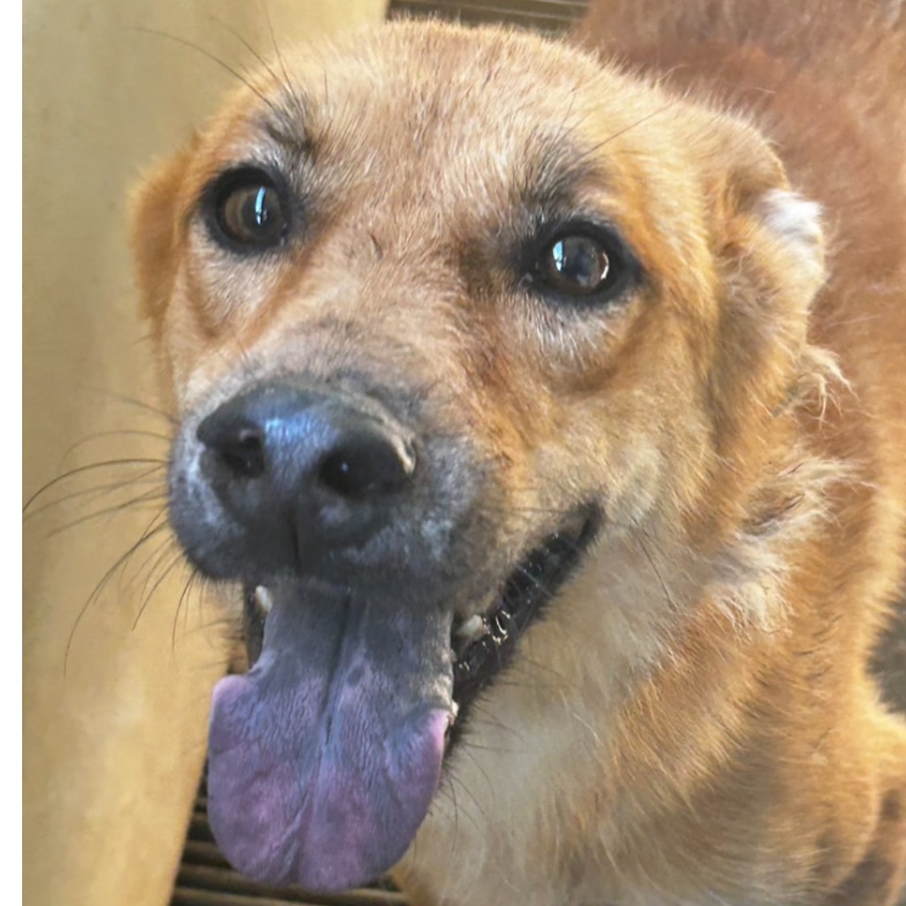 澎湖縣已領養狗 混種犬