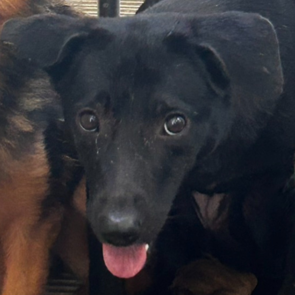 澎湖縣已領養狗 混種犬