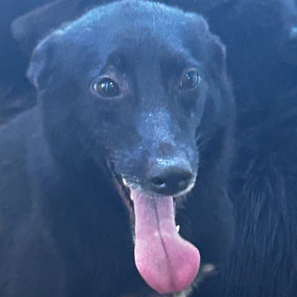 澎湖縣已領養狗 混種犬