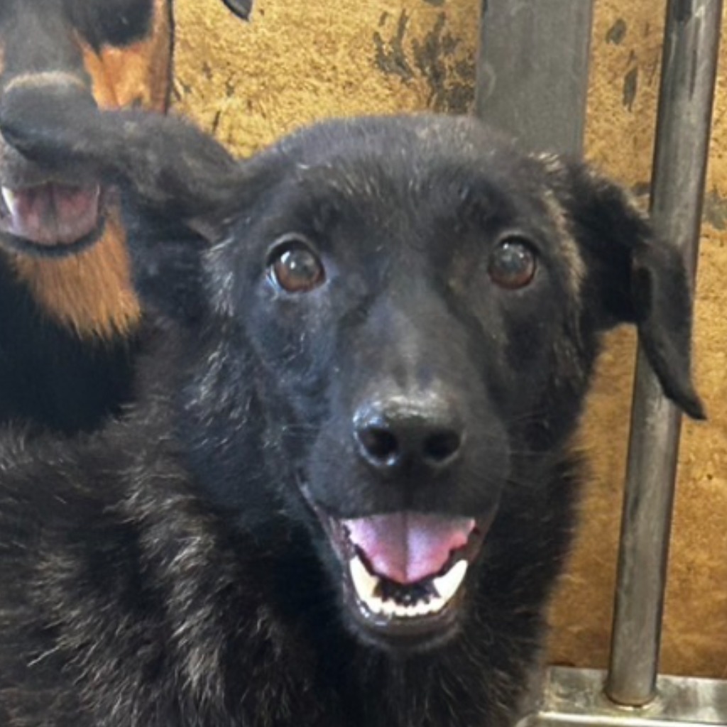 澎湖縣已領養狗 混種犬