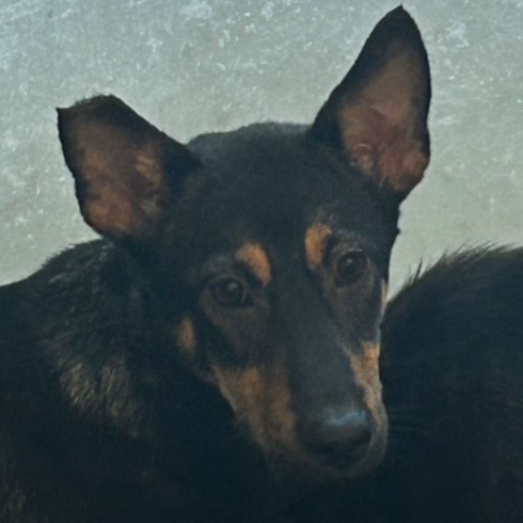 澎湖縣已領養狗 混種犬
