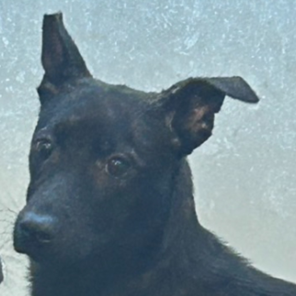 澎湖縣已領養狗 混種犬