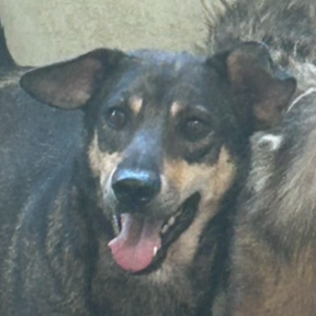 澎湖縣已領養狗 混種犬