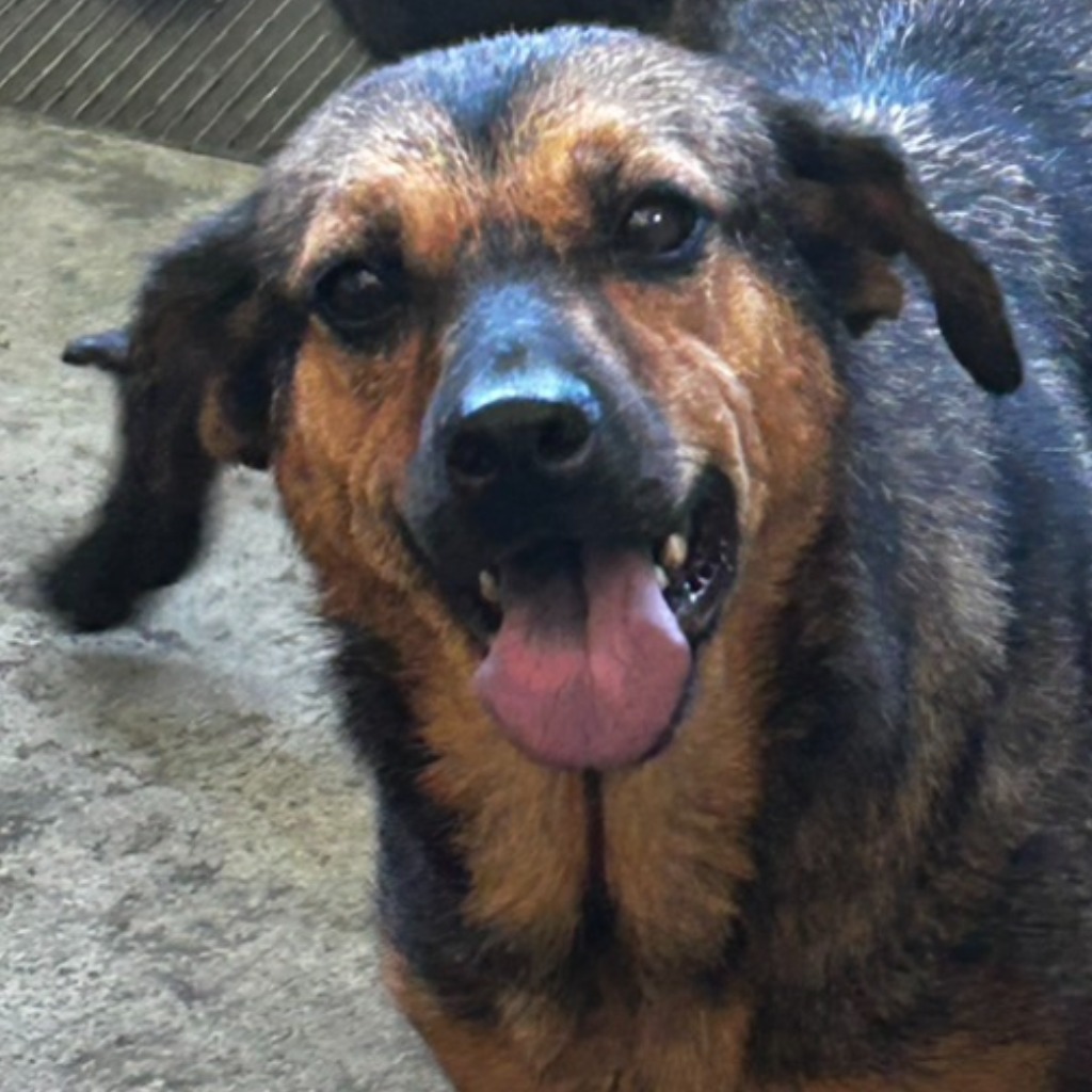 澎湖縣已領養狗 混種犬