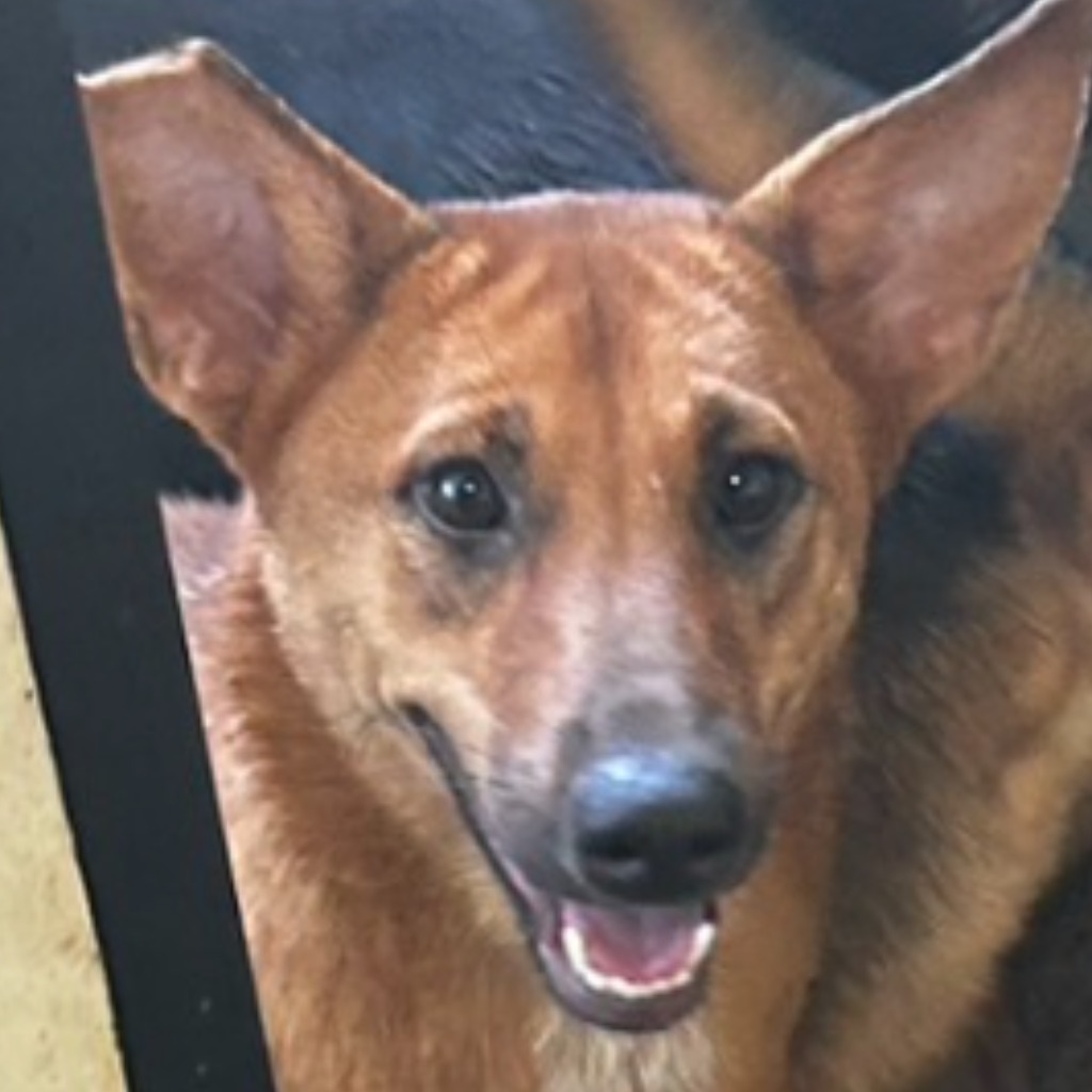 澎湖縣已領養狗 混種犬