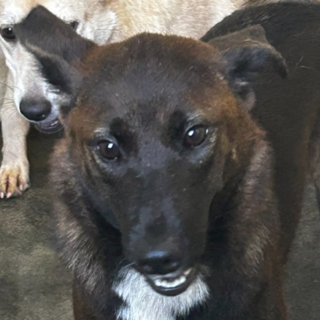 澎湖縣已領養狗 混種犬