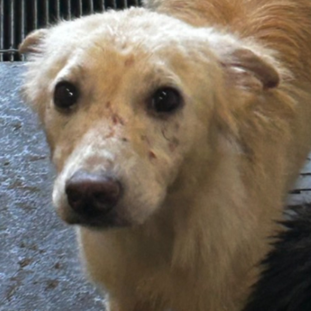 澎湖縣已領養狗 混種犬