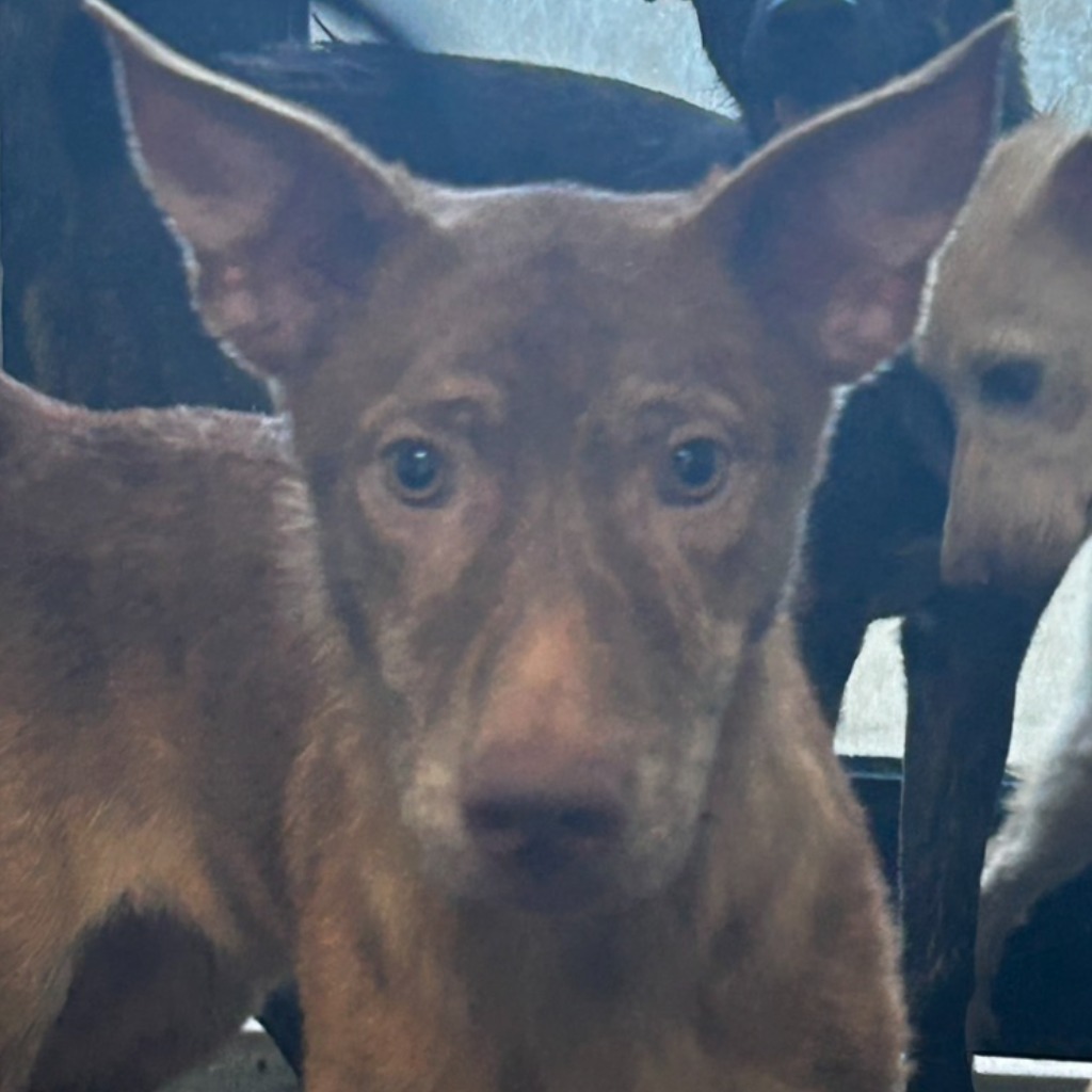 澎湖縣已領養狗 混種犬