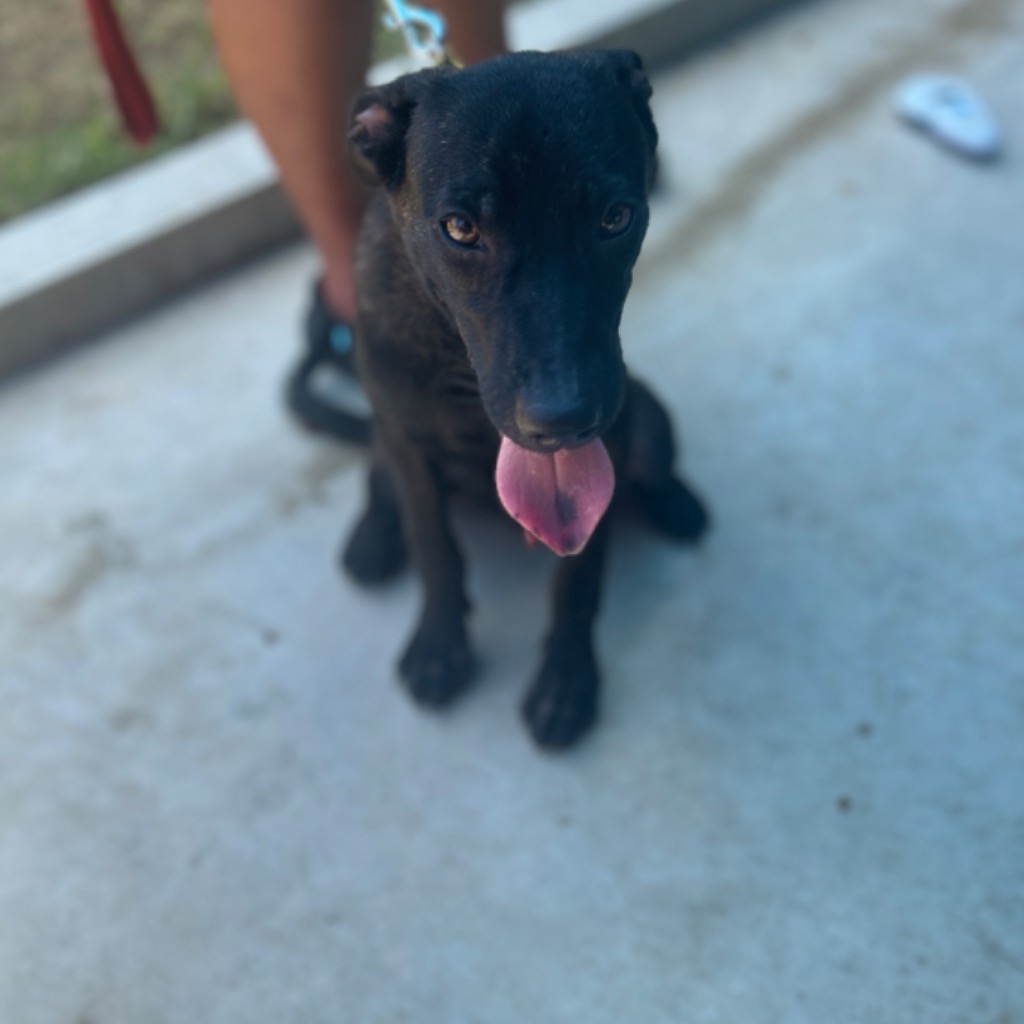 澎湖縣已領養狗 混種犬