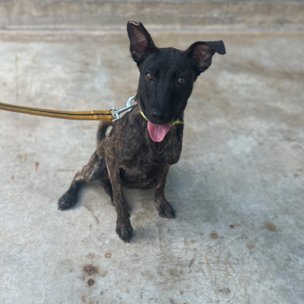 澎湖縣已領養狗 混種犬