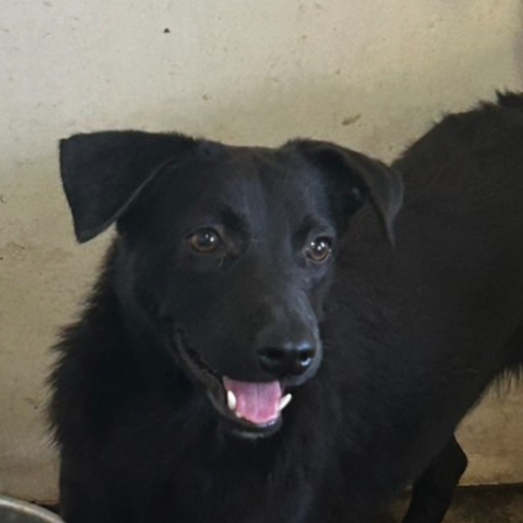 澎湖縣已領養狗 混種犬