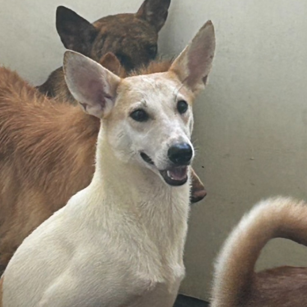 澎湖縣已領養狗 混種犬