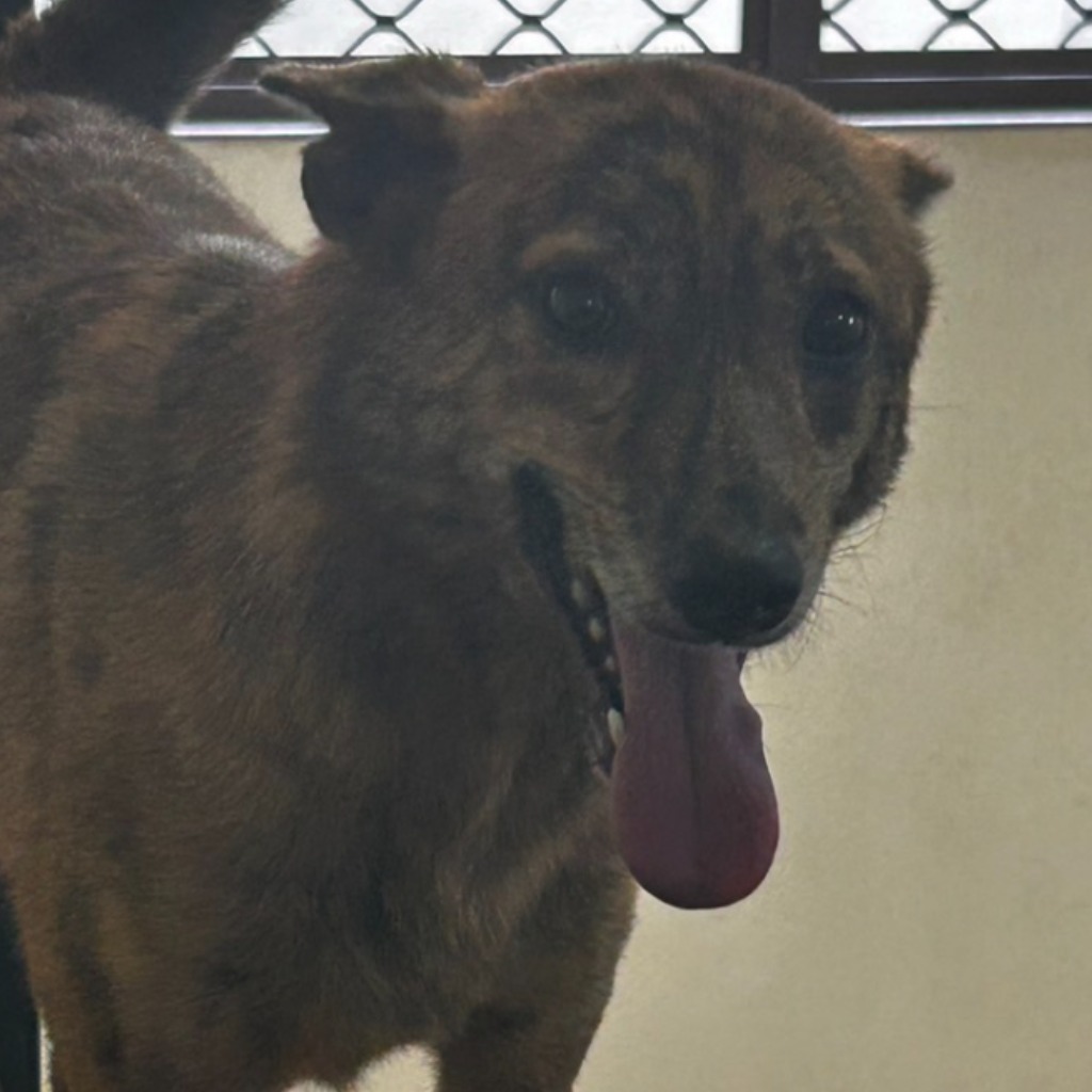 澎湖縣已領養狗 混種犬