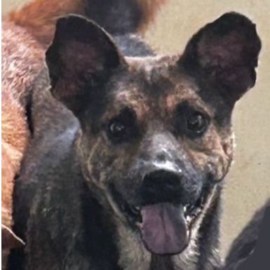 澎湖縣已領養狗 混種犬