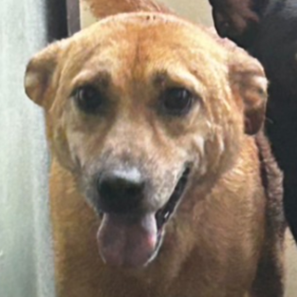 澎湖縣已領養狗 混種犬