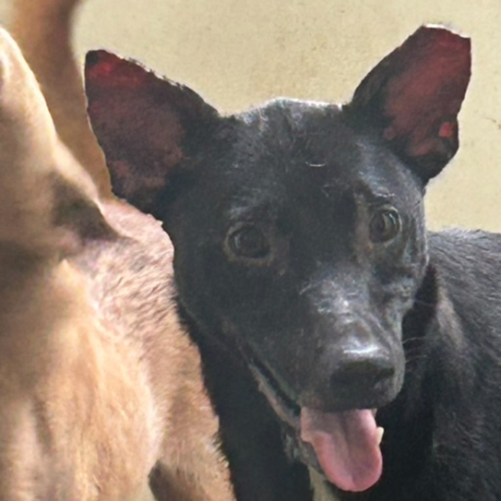 澎湖縣已領養狗 混種犬
