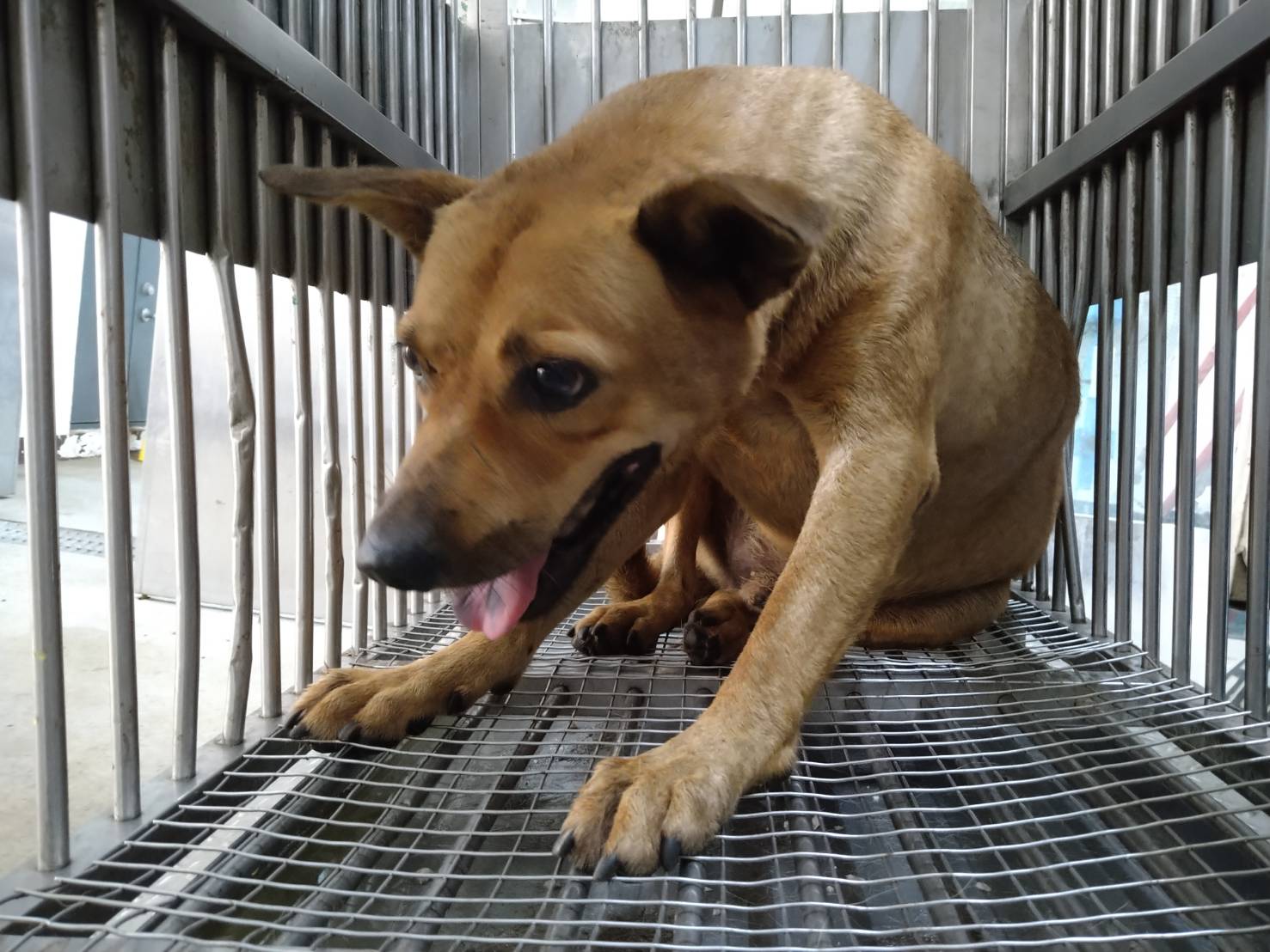 桃園市已領養狗 混種犬