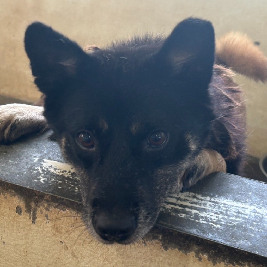 澎湖縣已領養狗 混種犬