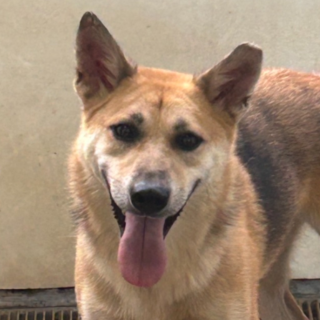 澎湖縣已領養狗 混種犬