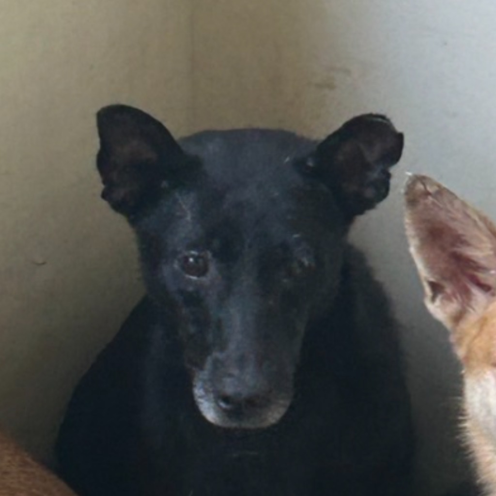 澎湖縣已領養狗 混種犬