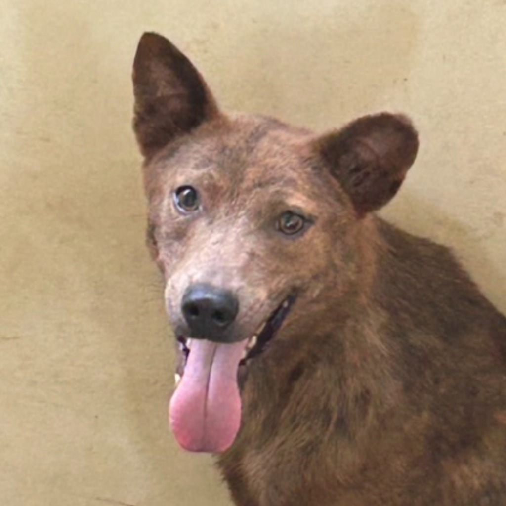 澎湖縣已領養狗 混種犬