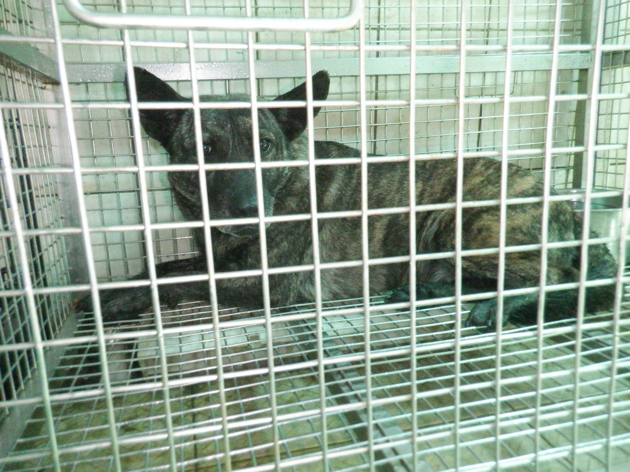 南投縣已領養狗 混種犬