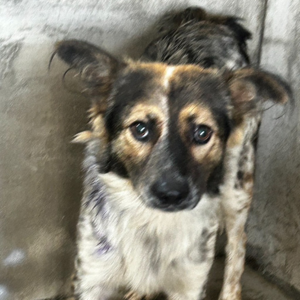 澎湖縣已領養狗 混種犬