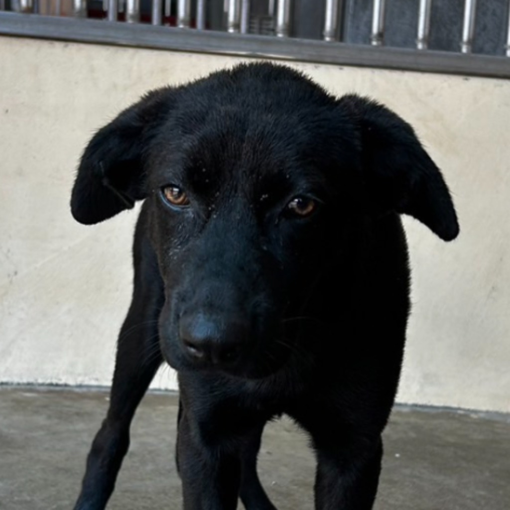 澎湖縣已領養狗 混種犬