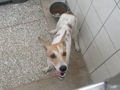 高雄市待認養狗 混種犬