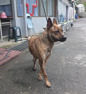 新北市已領養狗 混種犬