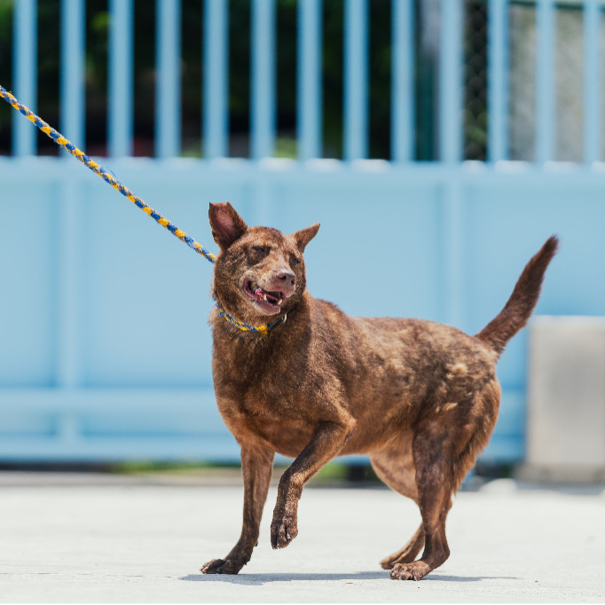 新北市已領養狗 混種犬