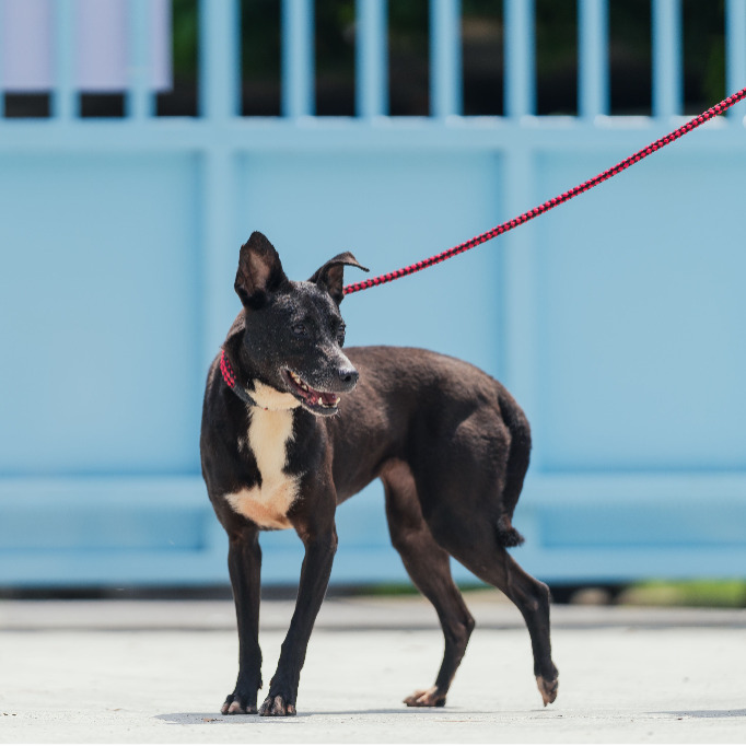 新北市已領養狗 混種犬