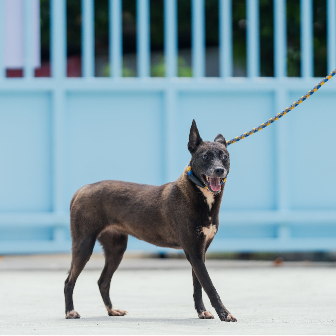 新北市已領養狗 混種犬
