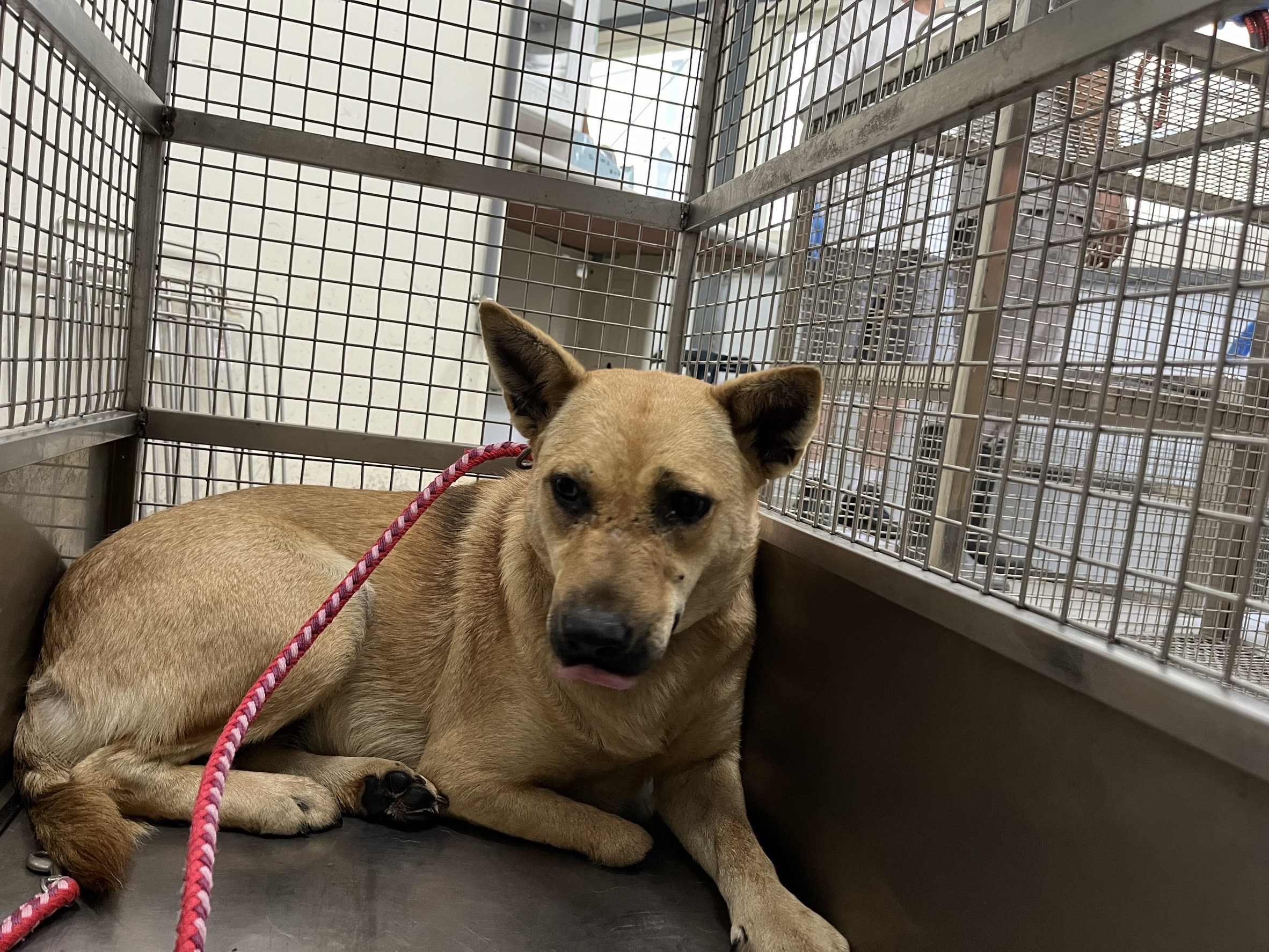 台北市已領養狗 混種犬