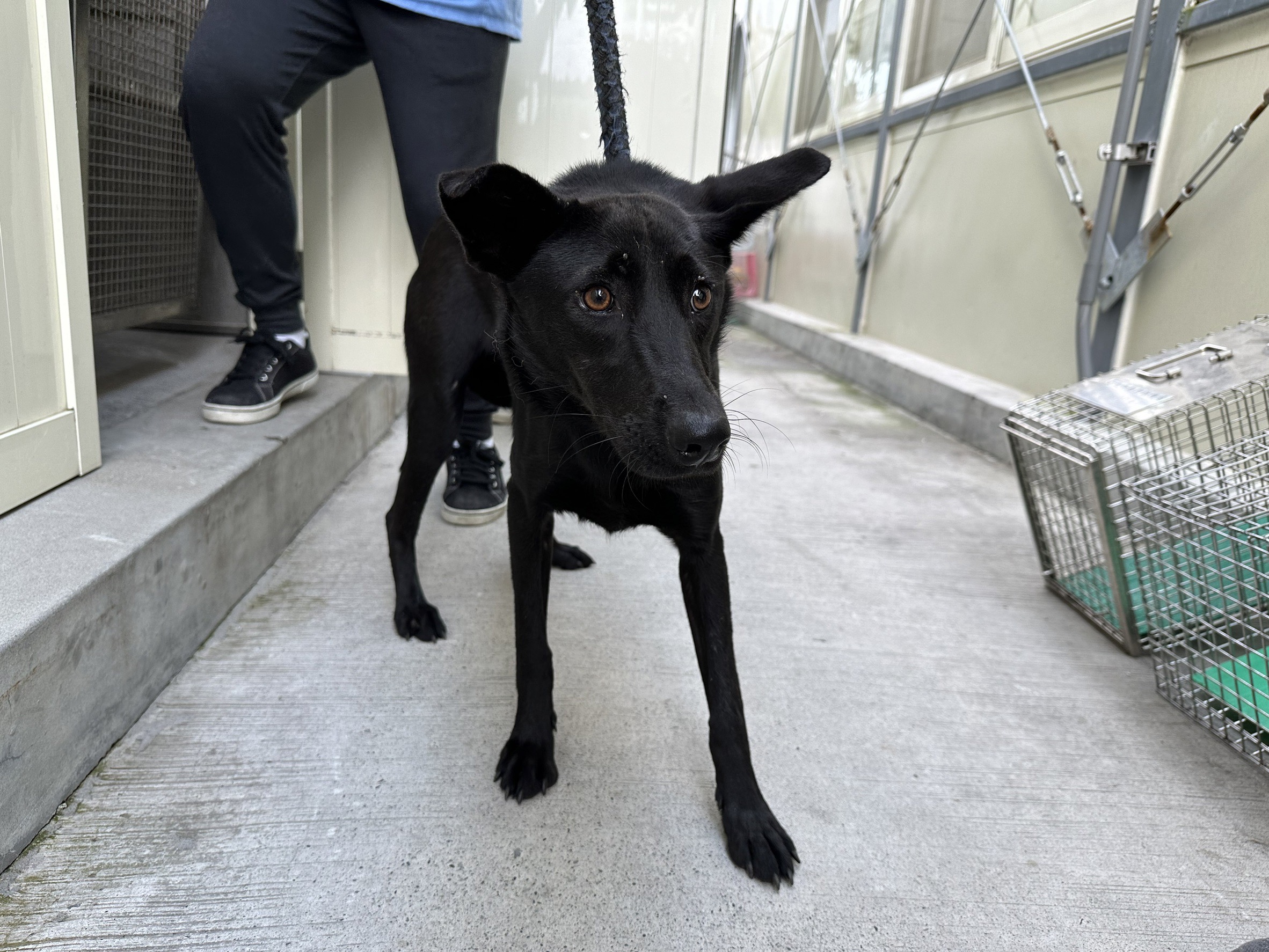 台北市已領養狗 混種犬