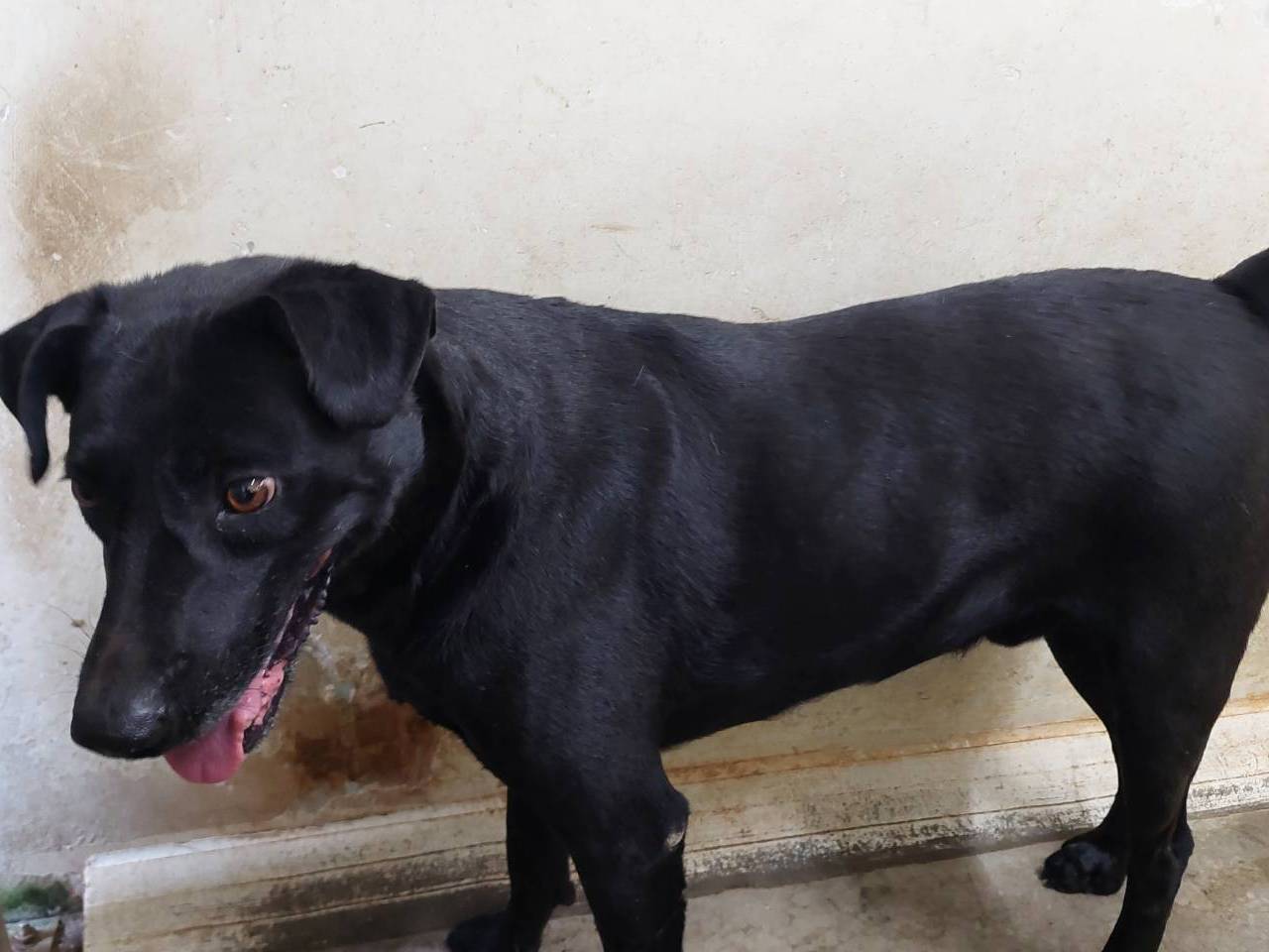 台北市已領養狗 混種犬