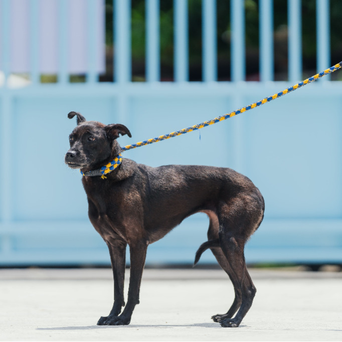 新北市已領養狗 混種犬