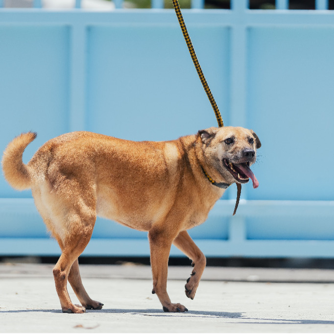 新北市已領養狗 混種犬