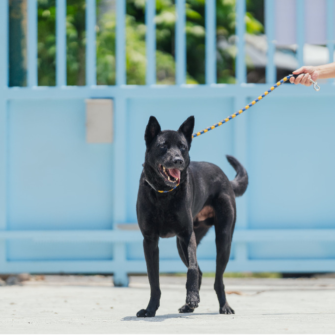 新北市已領養狗 混種犬