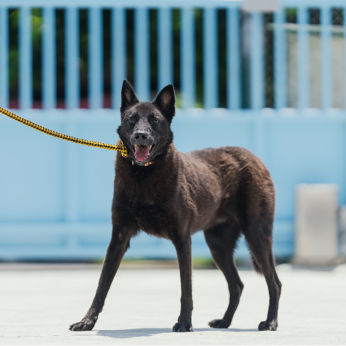 新北市已領養狗 混種犬