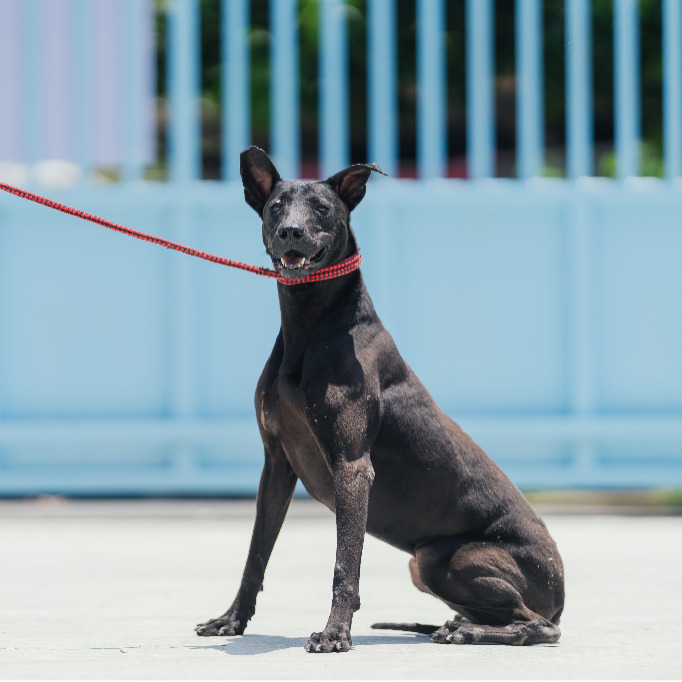新北市已領養狗 混種犬