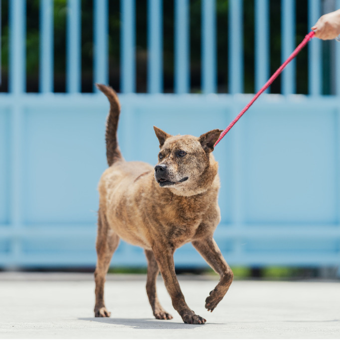 新北市已領養狗 混種犬